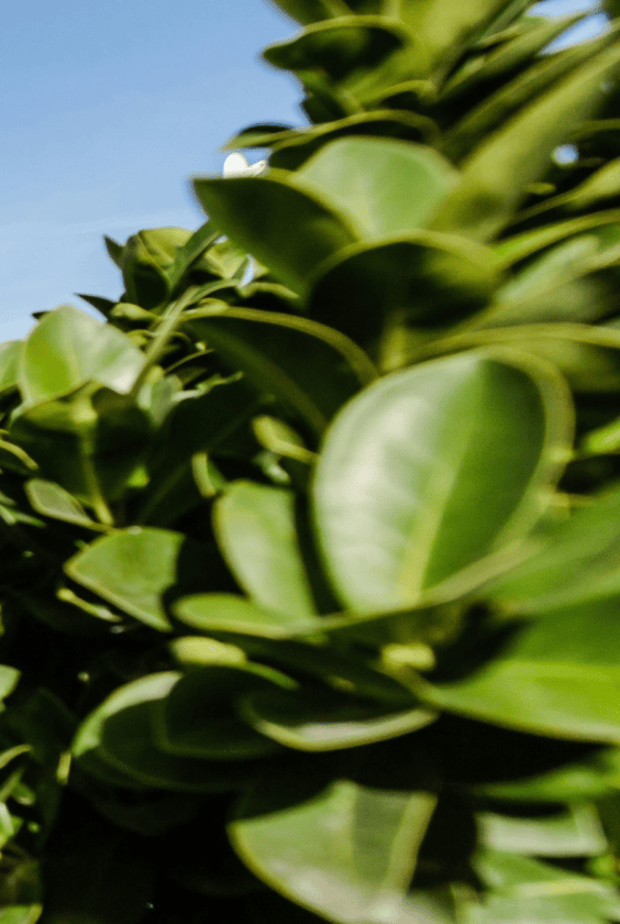 Pr4 Close-up of glossy green leaves against a blue sky